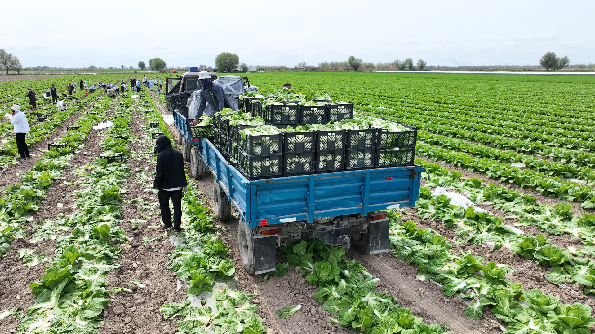 МАКТААРАЛЬСКИЕ АГРАРИИ ВЫВЕЛИ НА РЫНОК ПЕРВЫЙ УРОЖАЙ РАННЕЙ КАПУСТЫ