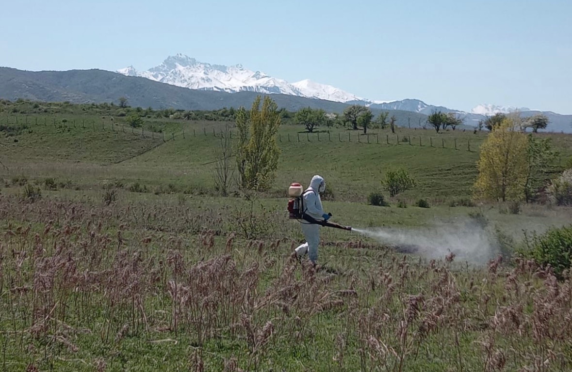 В Алматинской области наблюдается высокая активность клещей