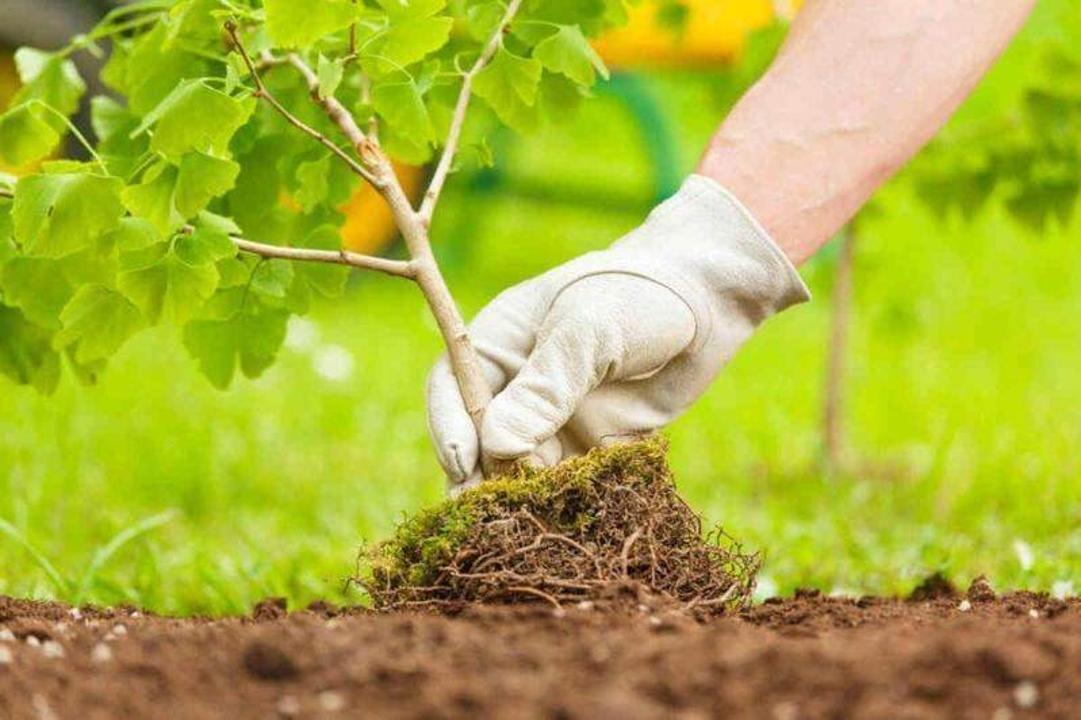 В Актобе пройдет масштабная акция по озеленению