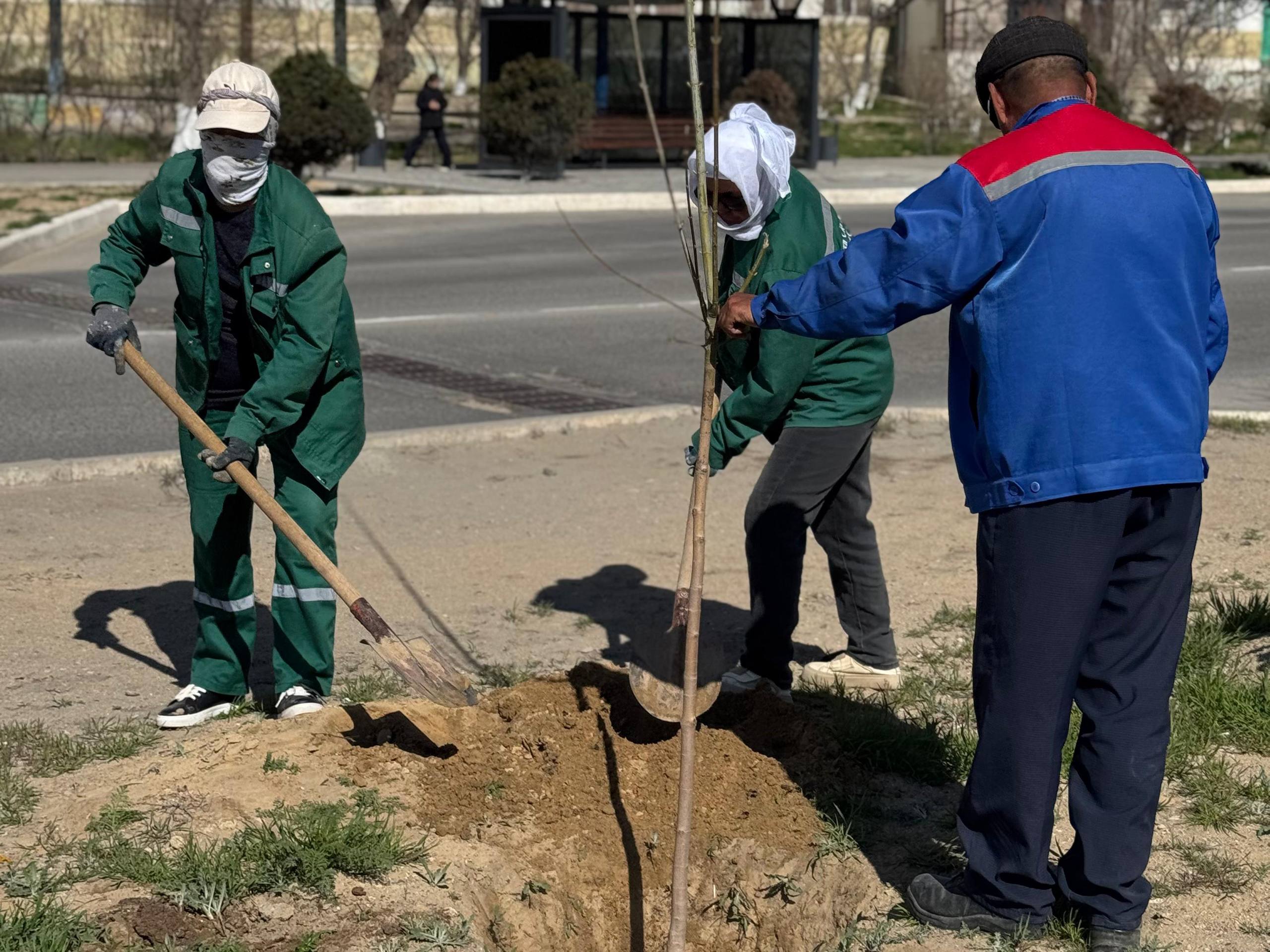 Весенний сезон посадки деревьев: в Актау высажено около 100 деревьев