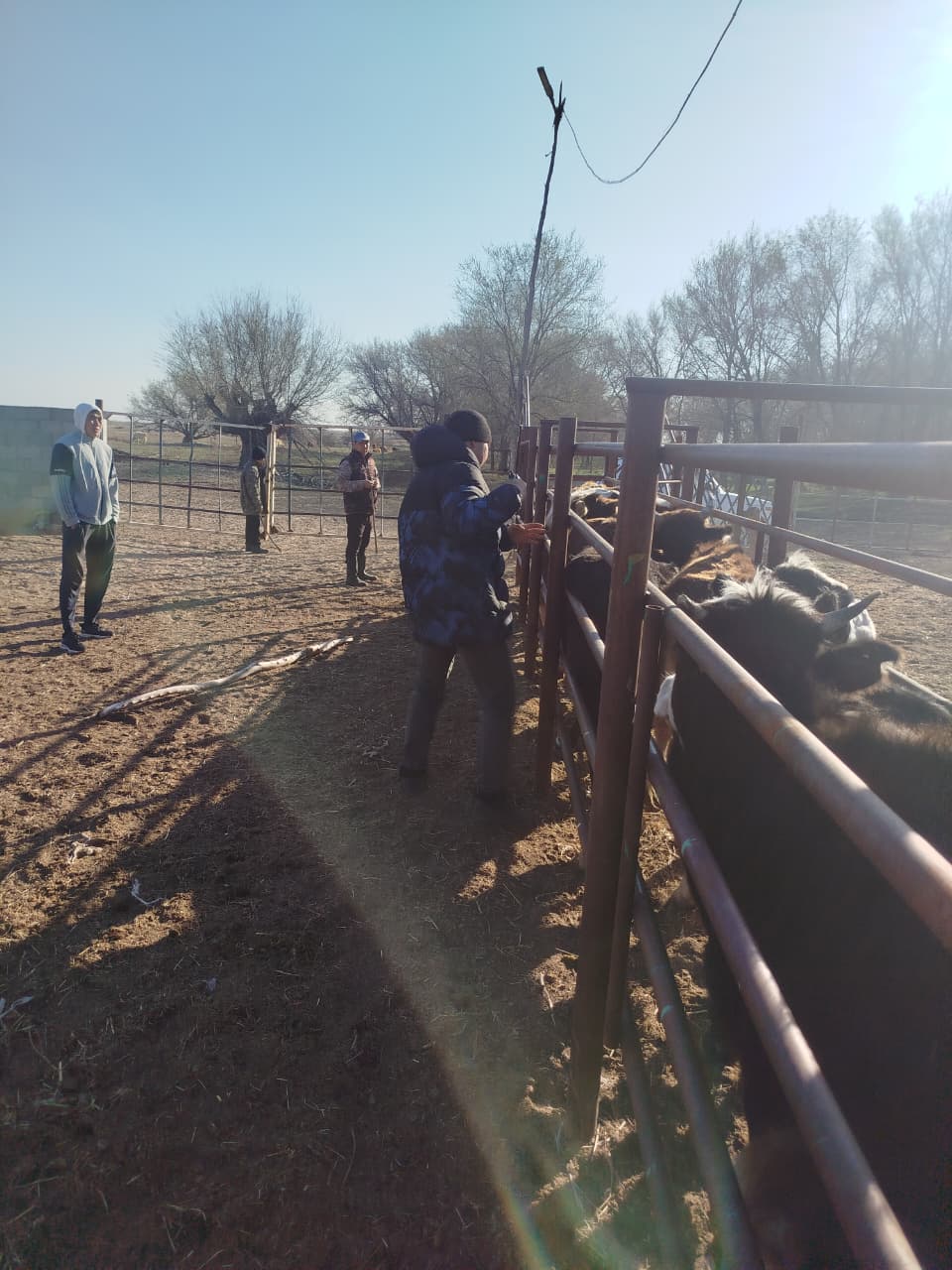 Проведение работ по идентификации сельскохозяйственных животных