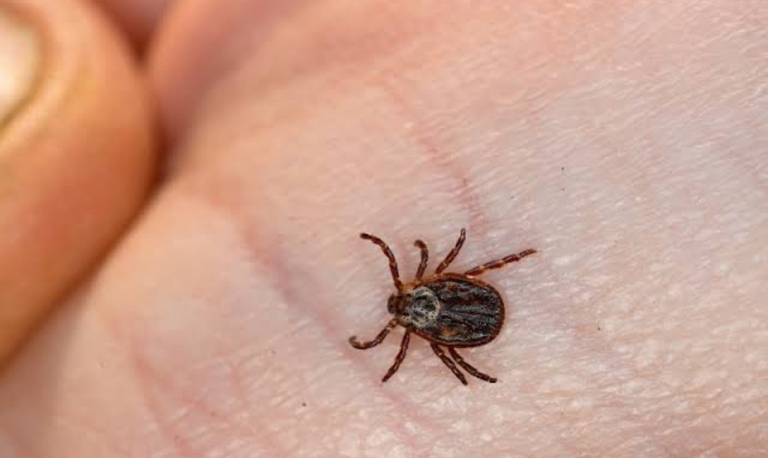 Остерегайтесь Конго-крымской геморрагической лихорадки!