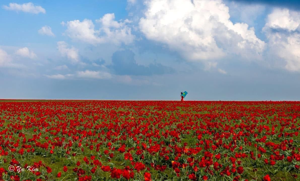 В Жамбылской области пройдет международный фестиваль «Қызғалдақ мұра»