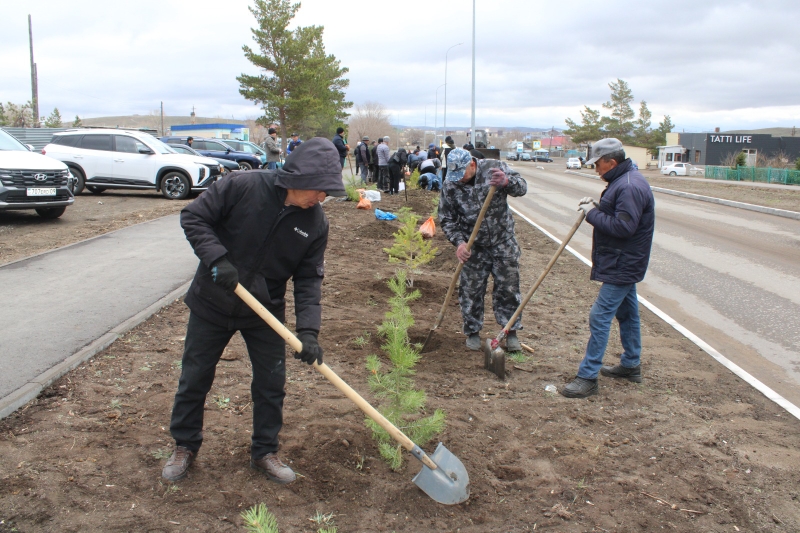 В РАМКАХ АКЦИИ «ЧИСТЫЙ КАЗАХСТАН» – 100 СОСЕН В ЧЕСТЬ НАШЕГО ГЕРОЯ!