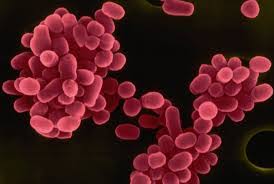 ⚜️О профилактике бруцеллеза