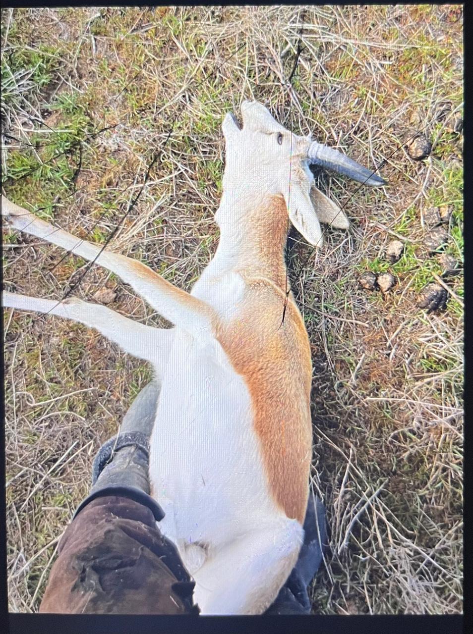 В Жамбылской области выявлен факт незаконной добычи джейрана