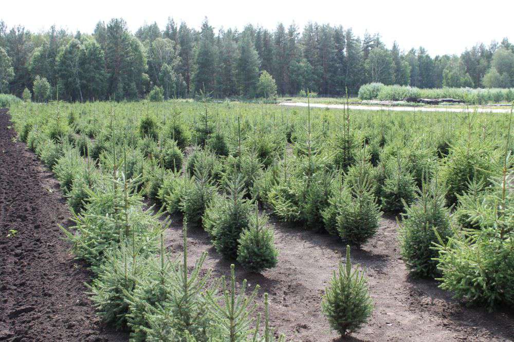 Более 70 млн деревьев высадили в лесном фонде Акмолинской области