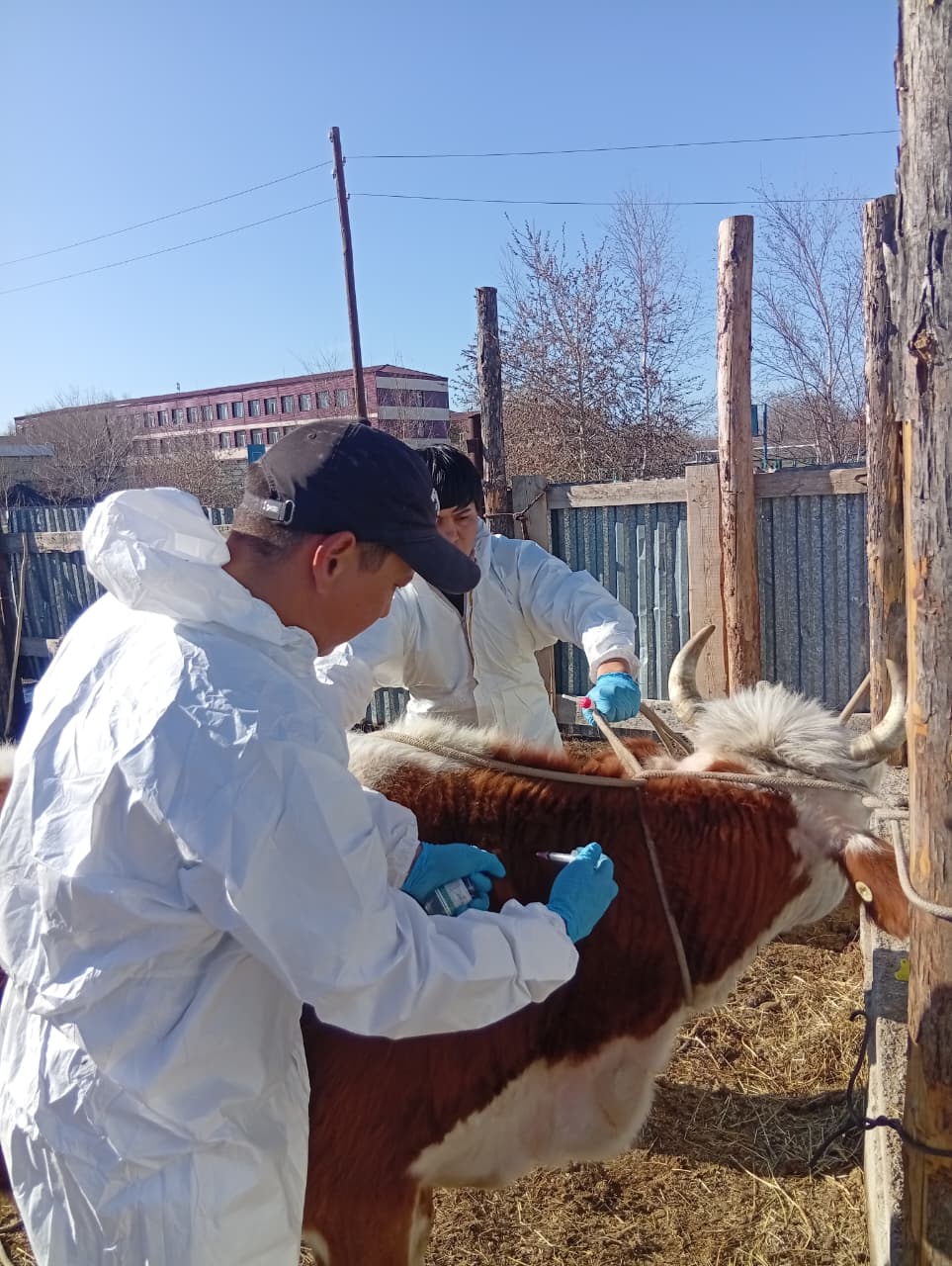 Ветеринарные мероприятия проведённые за 3 месяца
