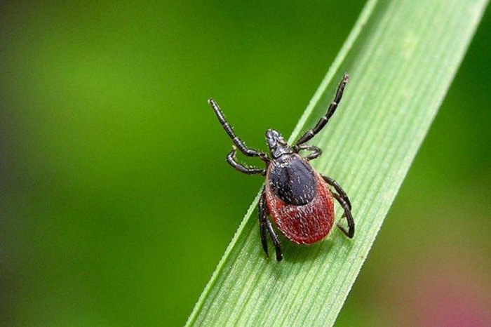 В Костанасйкой области зарегистрирован 31 случай укусов клещей