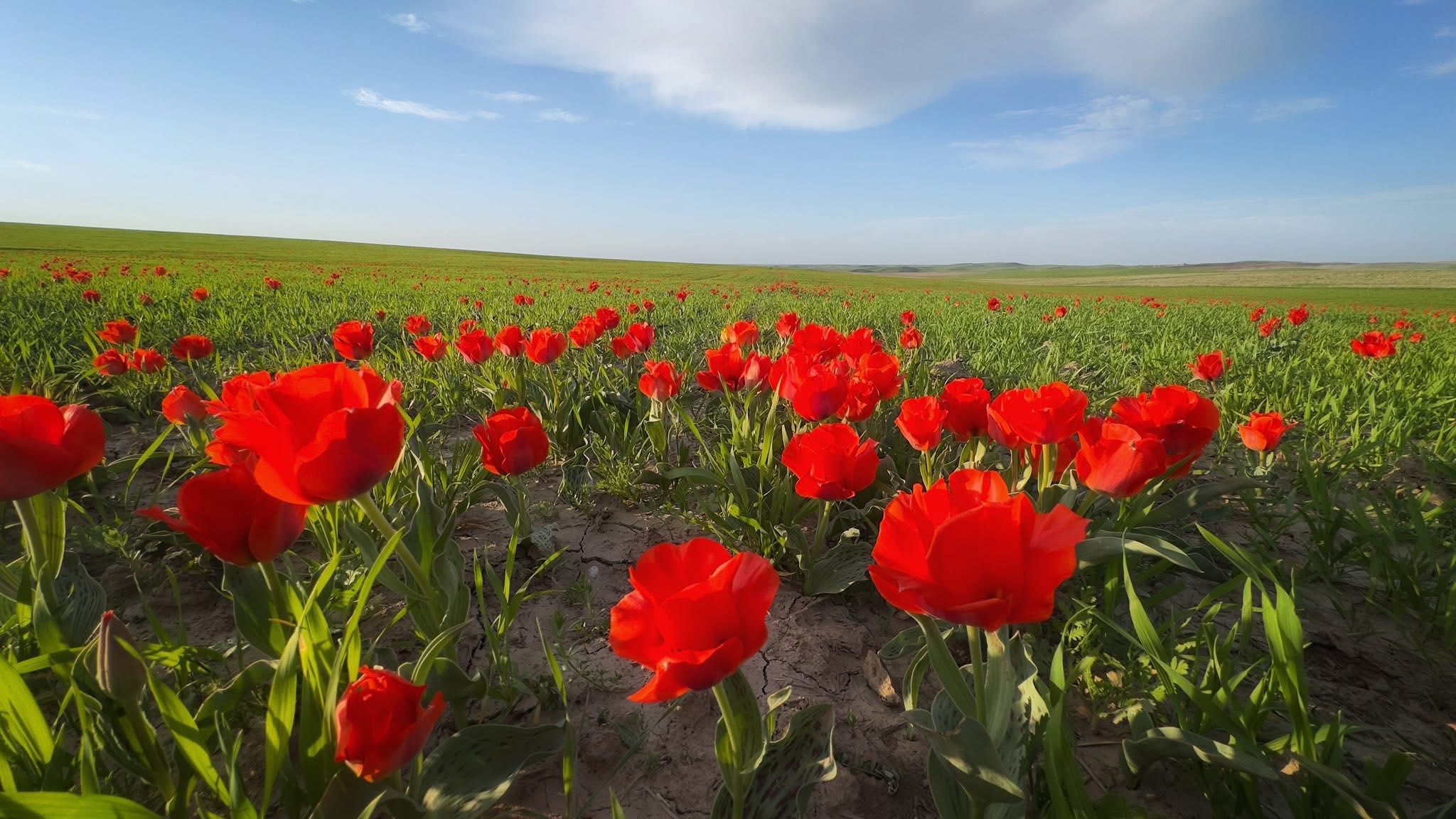 ТУРКЕСТАН: В КАЗЫГУРТЕ ЗАЦВЕЛИ КРАСНОКНИЖНЫЕ ТЮЛЬПАНЫ ГРЕЙГА