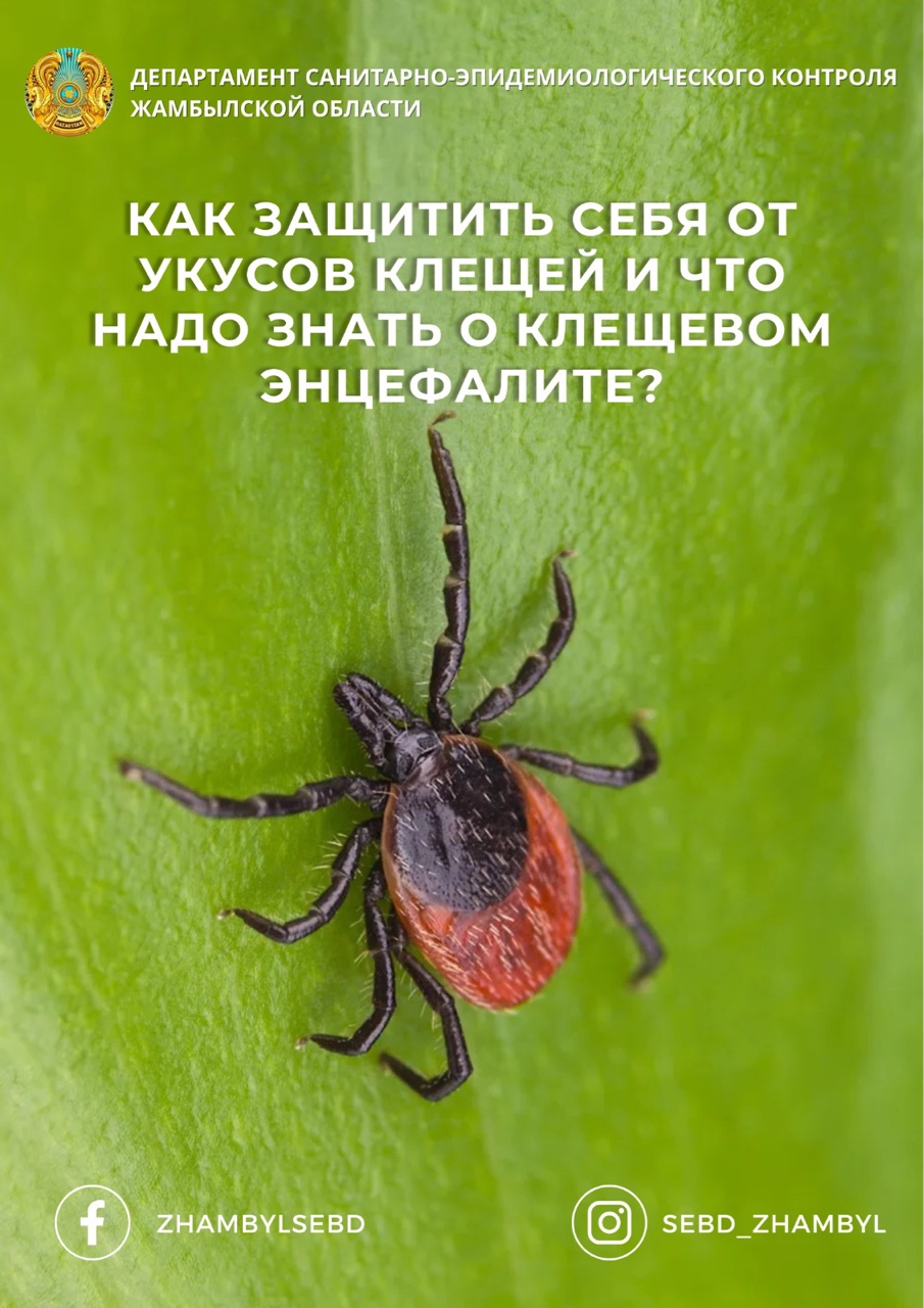 КАК ЗАЩИТИТЬ СЕБЯ ОТ УКУСОВ КЛЕЩЕЙ И ЧТО НАДО ЗНАТЬ О КЛЕЩЕВОМ ЭНЦЕФАЛИТЕ?