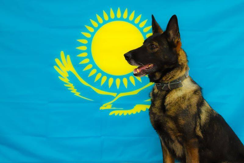 Четвероногий страж безопасности — Буча