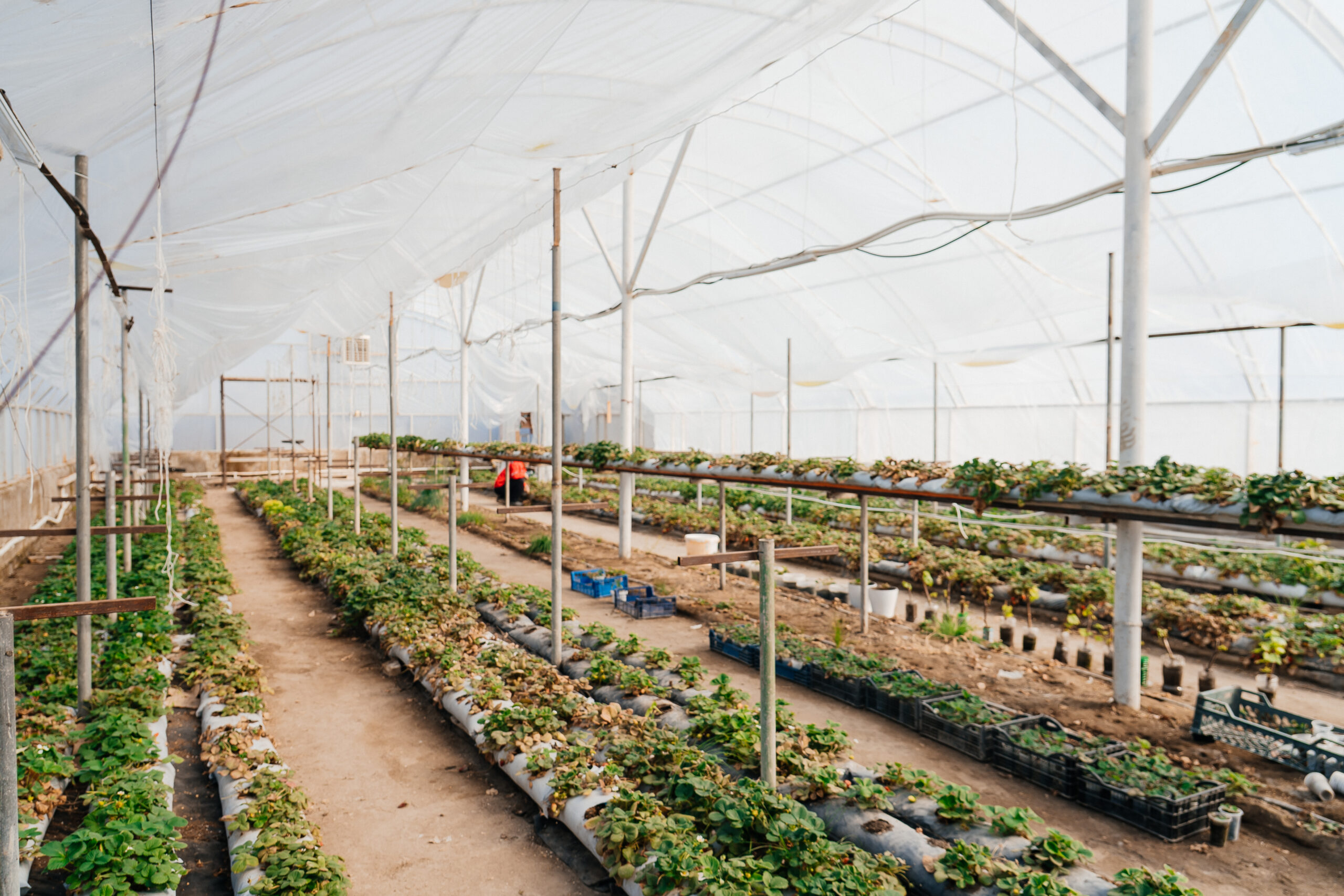 В Атырау развивается технология выращивания клубники в теплице