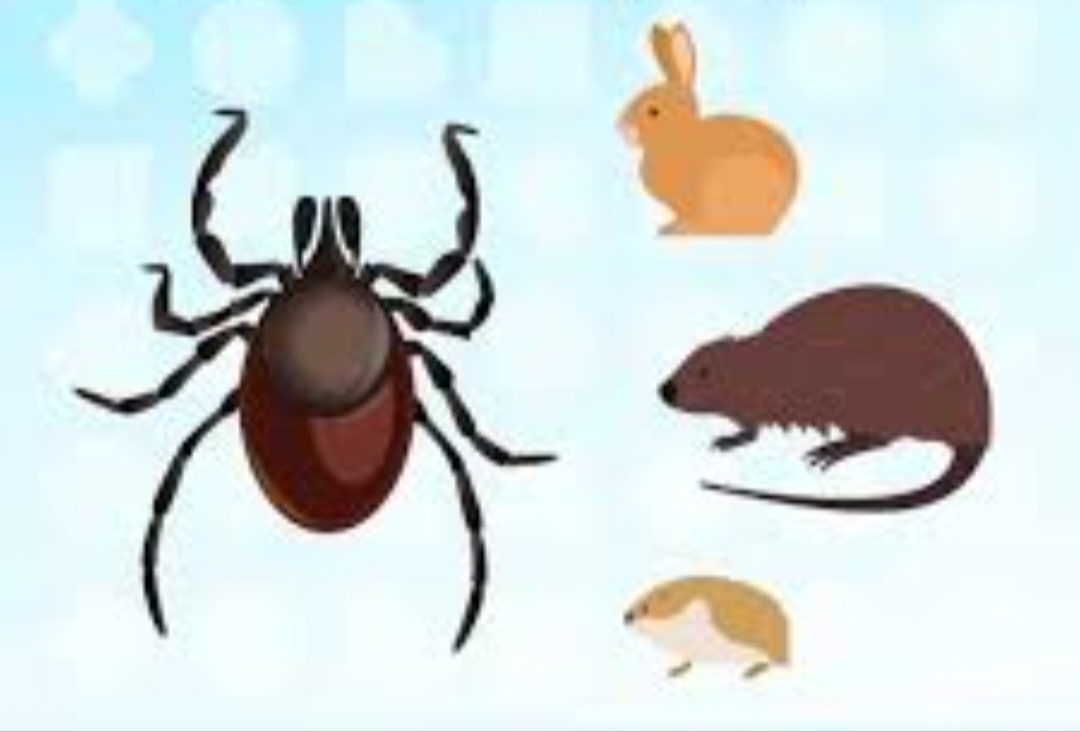 Осторожно, туляремия!