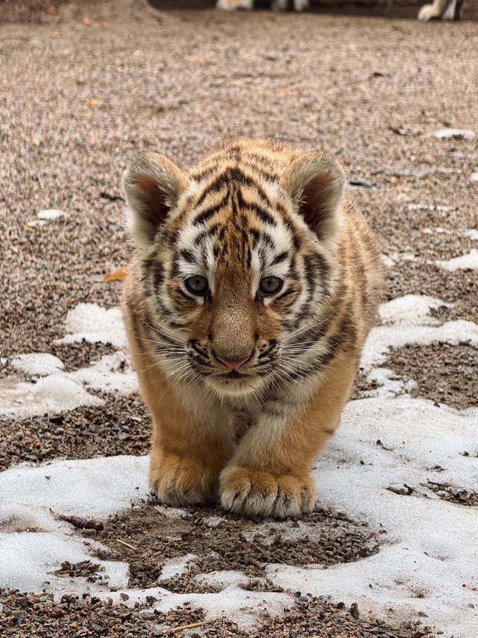 В Алматинском зоопарке родились три амурских тигренка