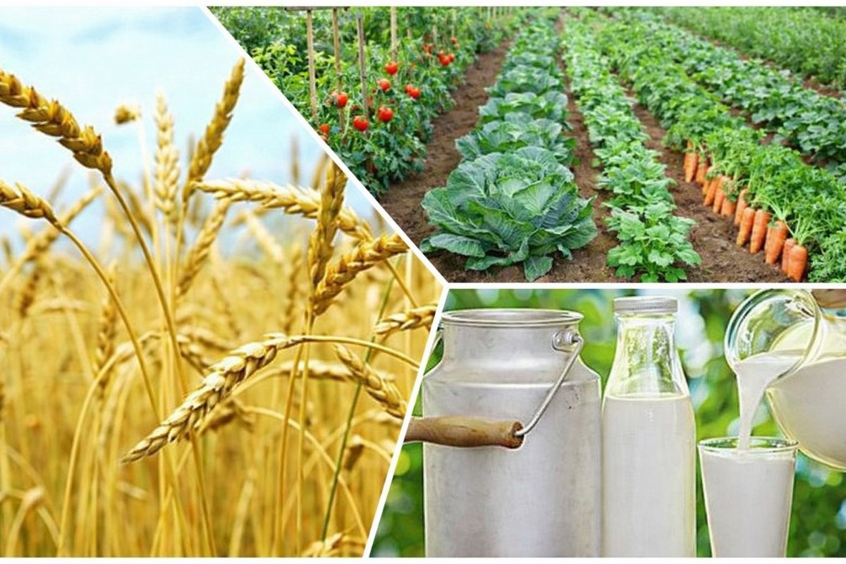 За последние 5 лет количество зарегистрированных сельхозкооперативов выросло на 53%