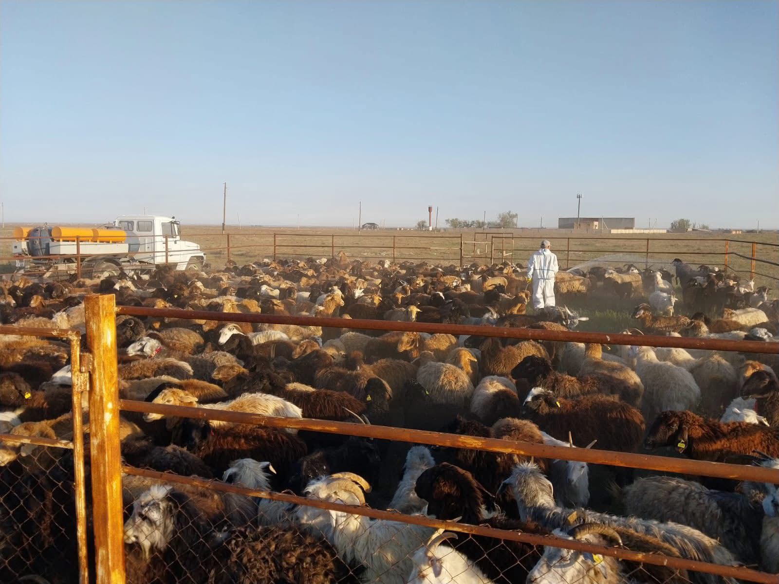 В населённых пунктах, расположенных в природном очаге Конго-Крымской геморрагической лихорадки, начаты противоклещевые дезинфекционные работы