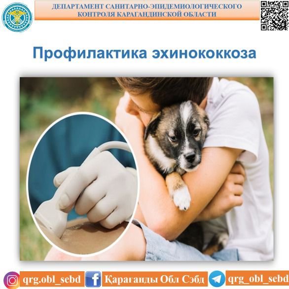 Профилактика эхинококкоза