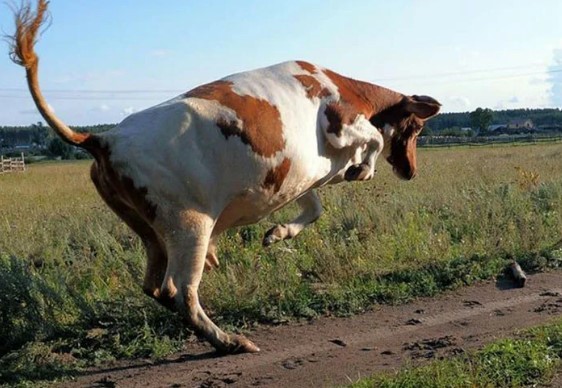 ОСТОРОЖНО, БЕШЕНСТВО!