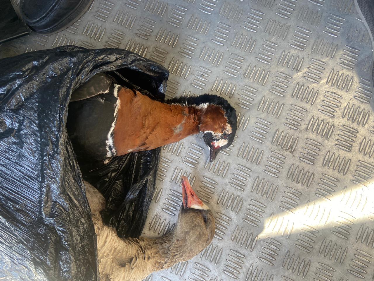 Акмолинские полицейские выявили факт незаконного обращения с редким видом птиц, занесённым в Красную книгу Казахстана