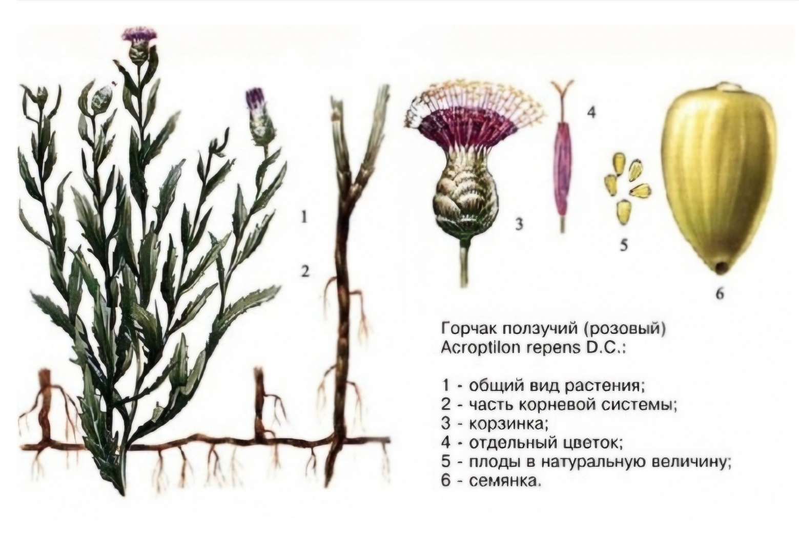 Внимание: карантинный объект