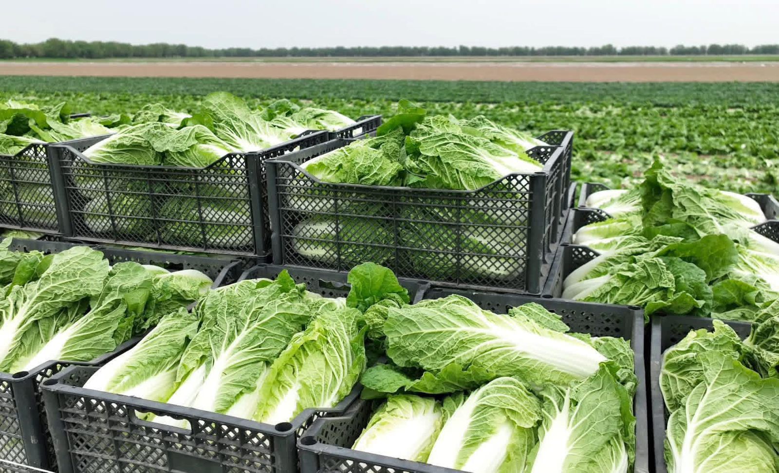 «Вода поступает вовремя, урожай хороший», – аграрии Туркестанской области вырастили первый урожай капусты за 45 дней