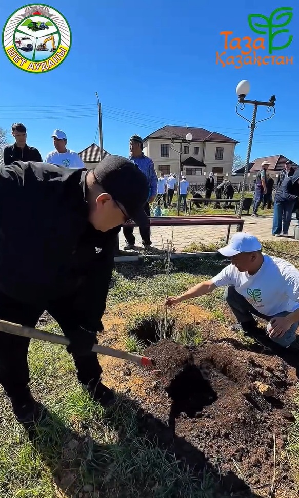 В рамках экологической акции «Таза Қазақстан», реализуемой в масштабах Республики Казахстан, на территории Шетского района были организованы посадки ивы