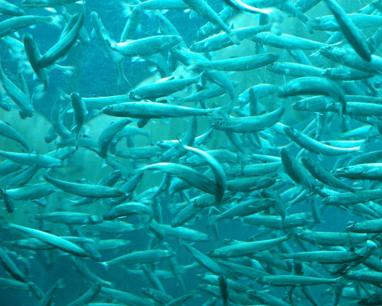 В Атырау осваивают опыт астраханцев по воспроизводству аквакультуры