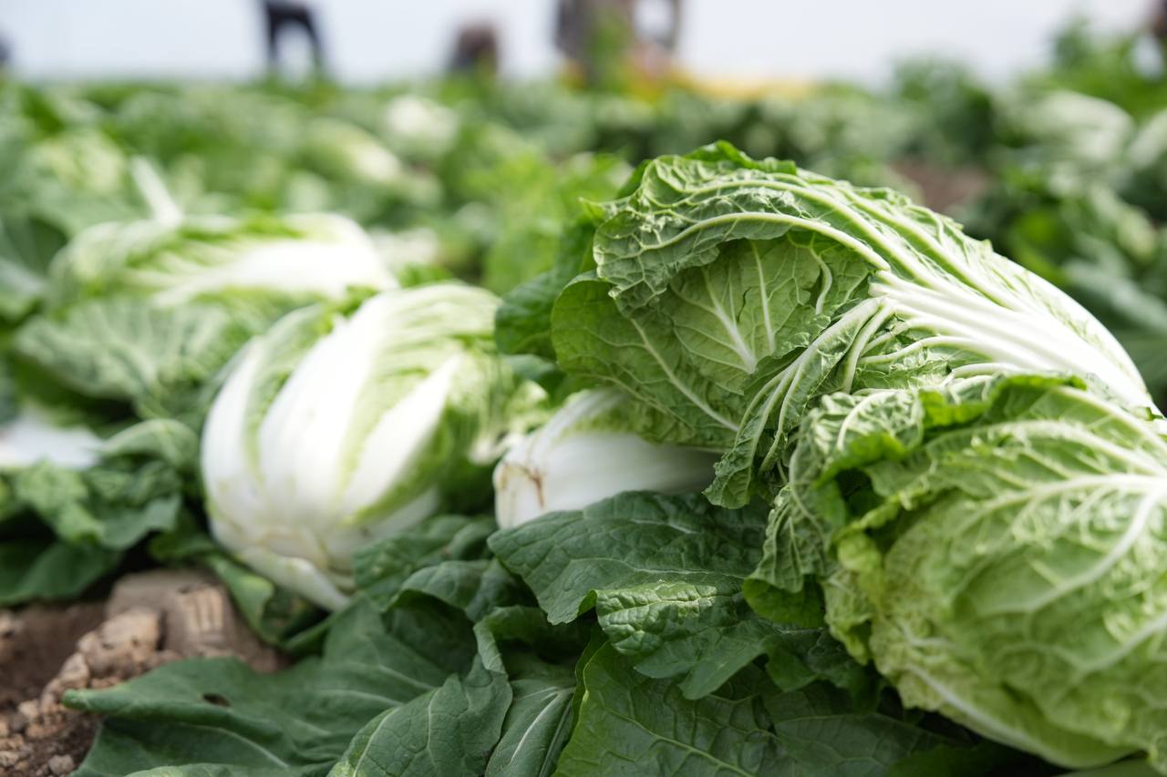 «Вода поступает вовремя, урожай хороший», – аграрии Туркестанской области вырастили первый урожай капусты за 45 дней