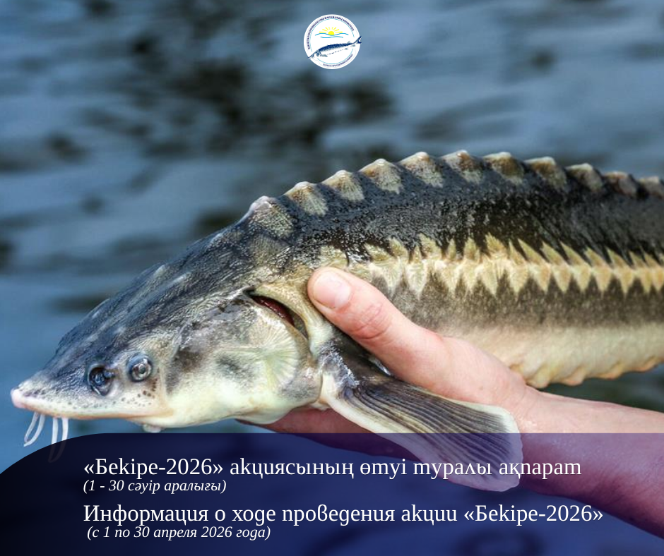 Информация о ходе проведения акции «Бекіре-2026» (с 1 по 30 апреля 2026 года)