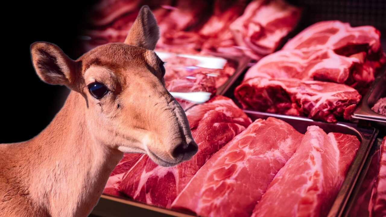О ценности и пользе мяса сайгака