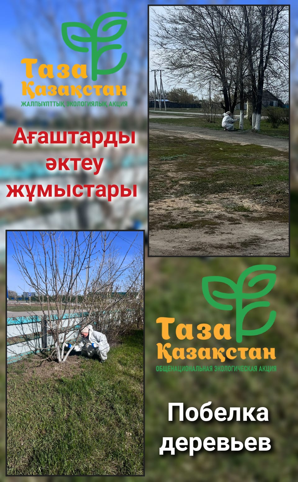 В населённом пункте ведутся работы по побелке деревьев известью. Данная мера помогает защитить деревья от вредителей, предотвратить солнечные ожоги и сохранить их здоровье.