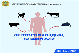 Симптомы лептоспироза и его профилактика