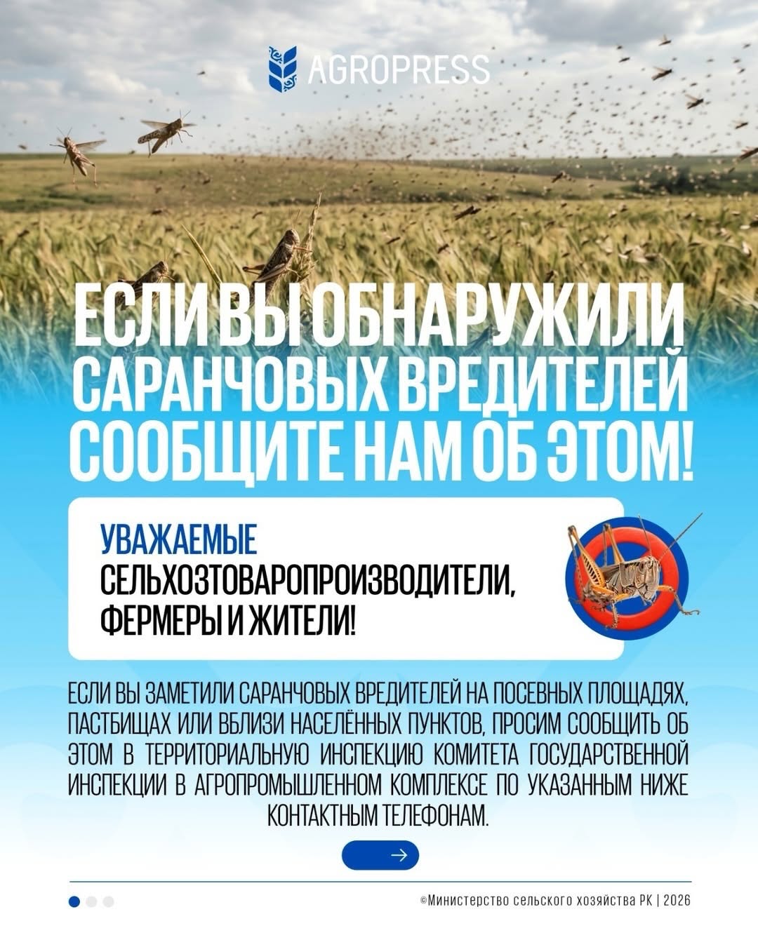 В Актюбинской области ведется фитосанитарный мониторинг саранчовых вредителей.