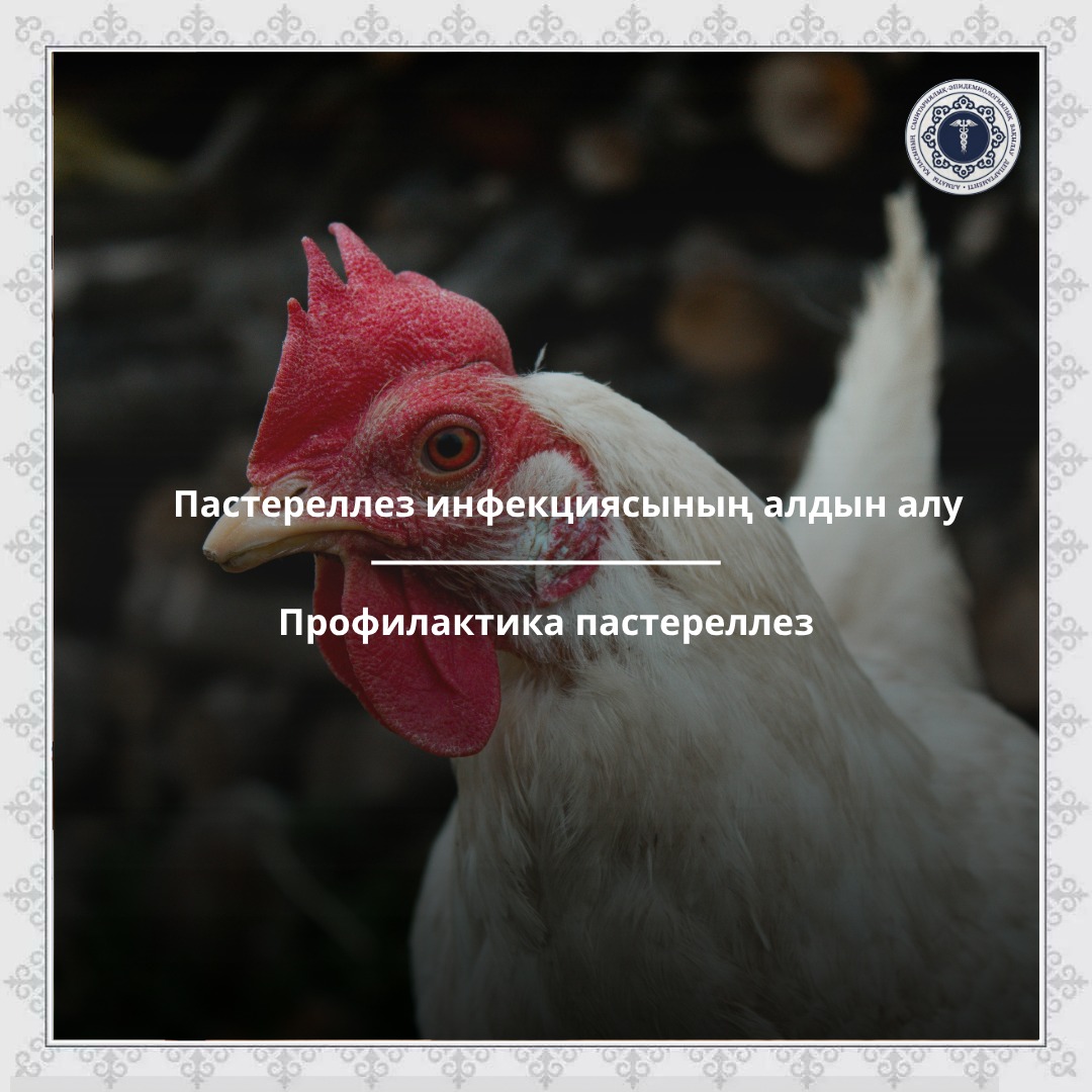 Профилактика пастереллез