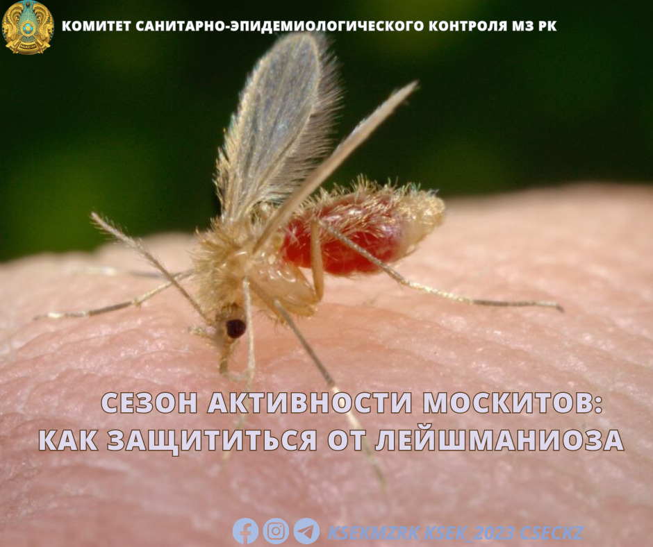 Сезон активности москитов: как защититься от лейшманиоза
