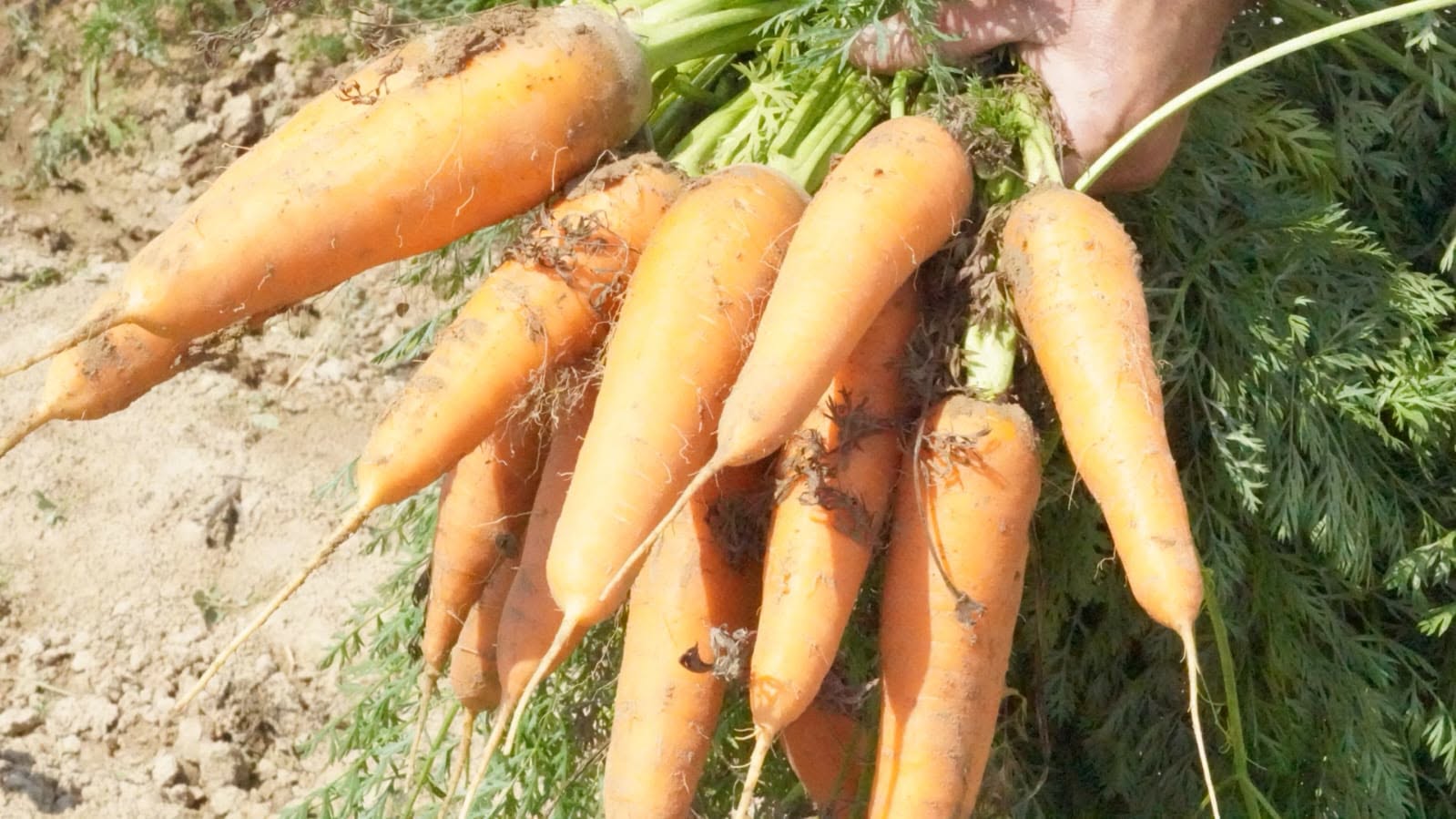 ЕЖЕДНЕВНО ИЗ НЕБОЛЬШОЙ ДЕРЕВНИ КЕЛЕС ЭКСПОРТИРУЕТСЯ 250 ТОНН ПРОДУКЦИИ