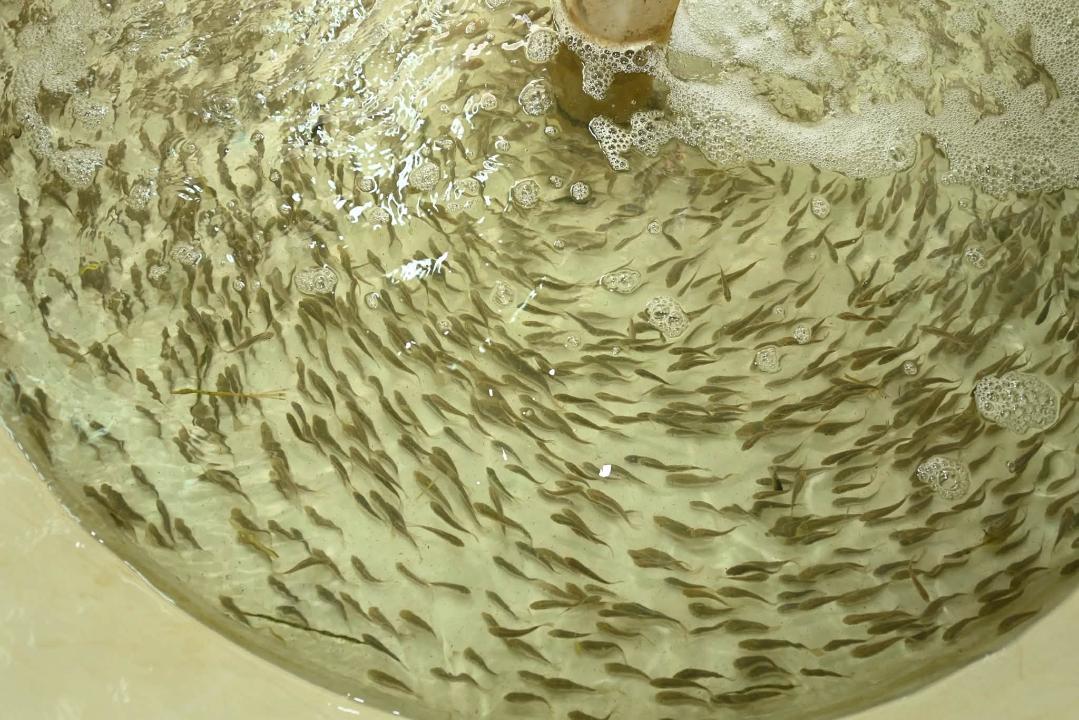 Глава региона ознакомился с работой рыбоводного питомника «Камыстыбас».
