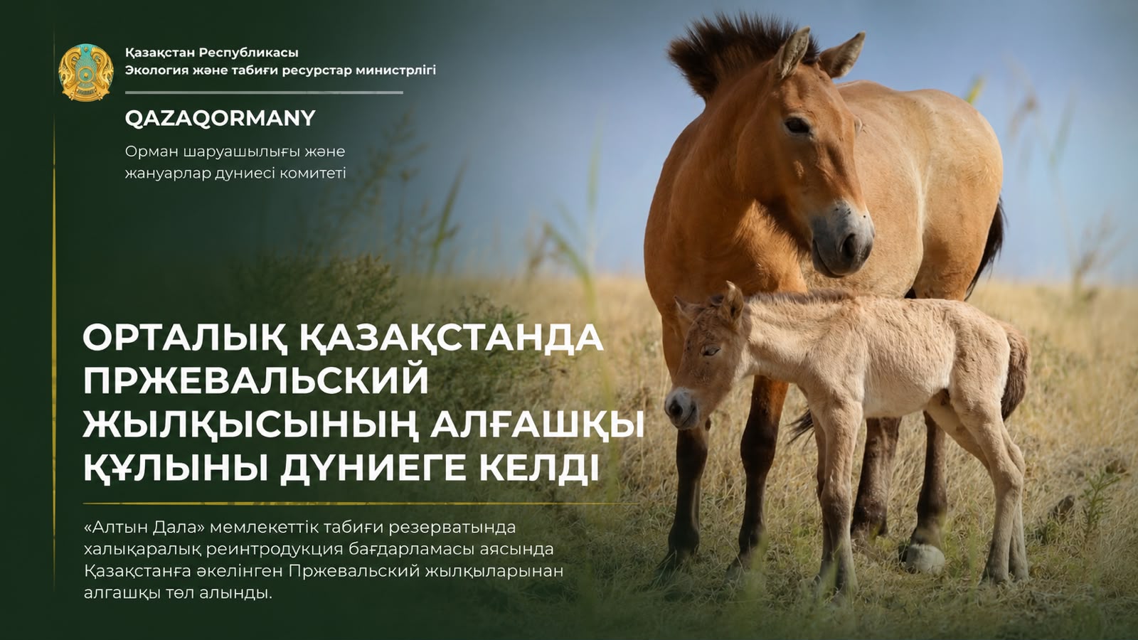 Историчекое событие в степях Центрального Казахстана родился первый жеребёнок лошади Пржевальского – успех международной программы реинтродукции