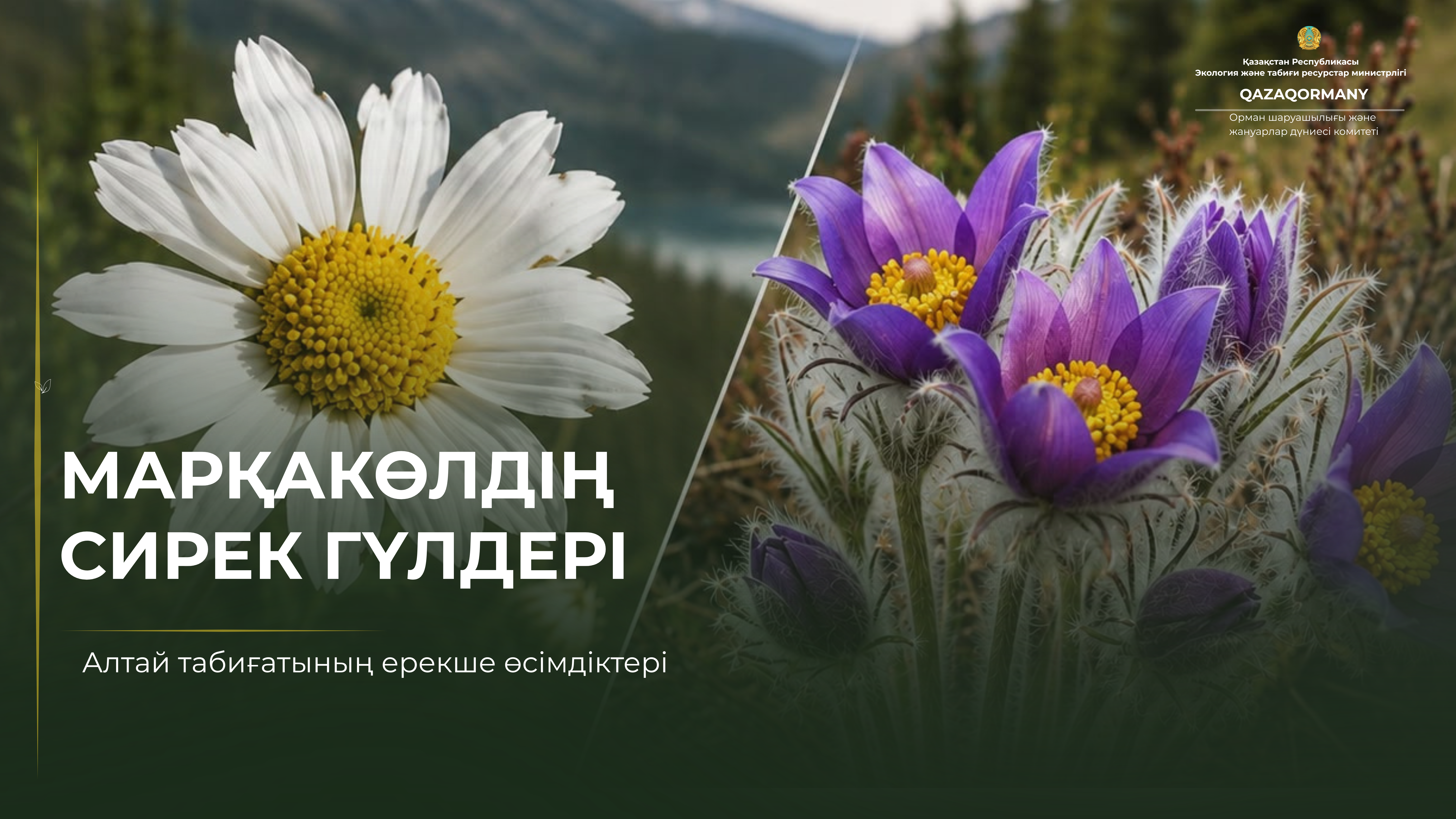 Редкие цветы Маркаколя