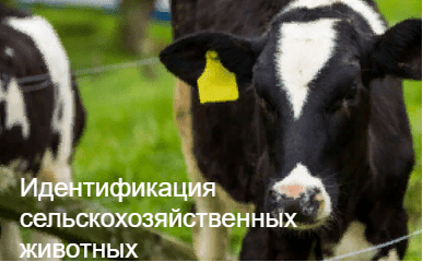 Идентификация сельскохозяйственных животных