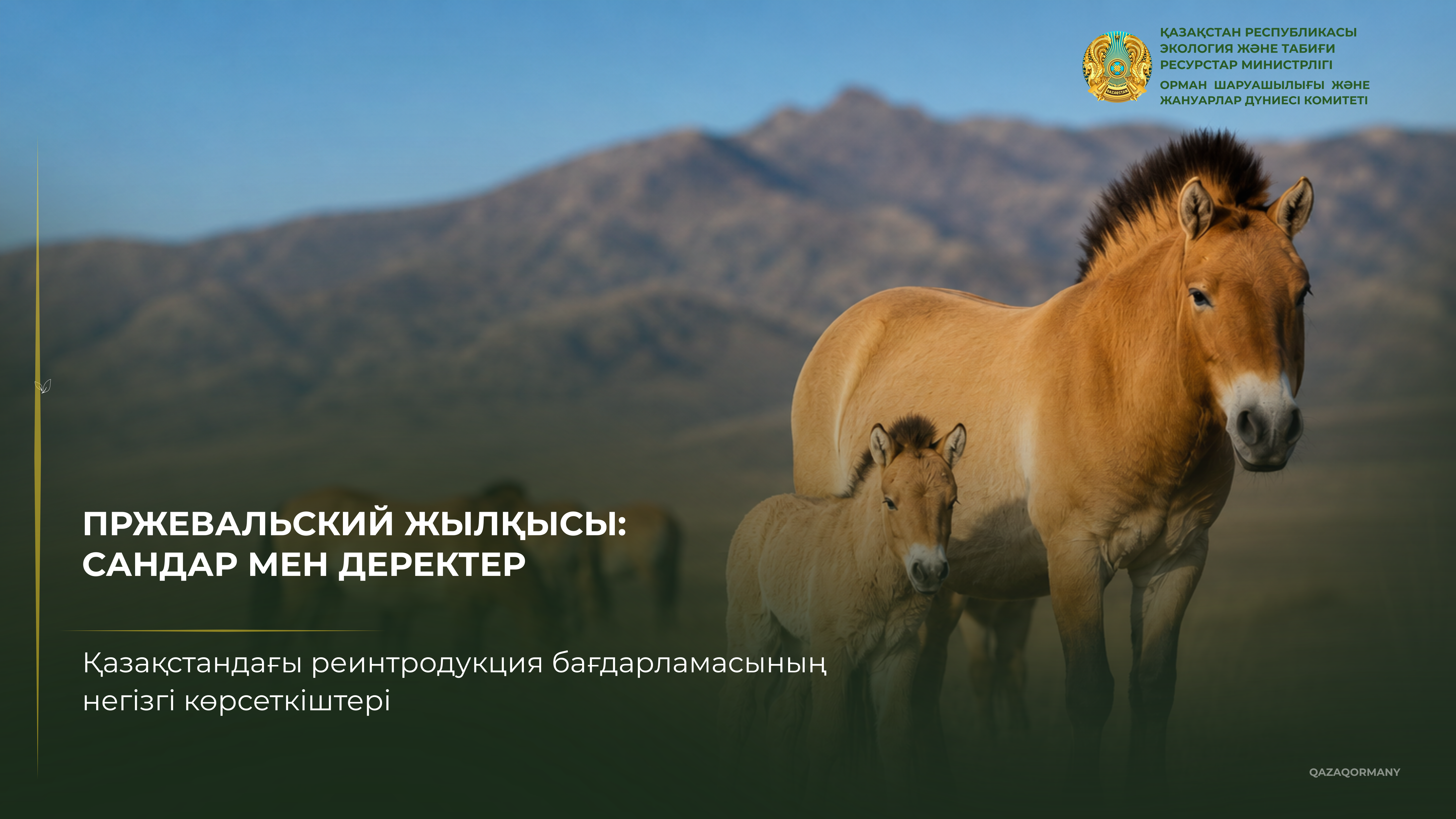 Программа возвращения лошади Пржевальского в Казахстан перешла на новый этап
