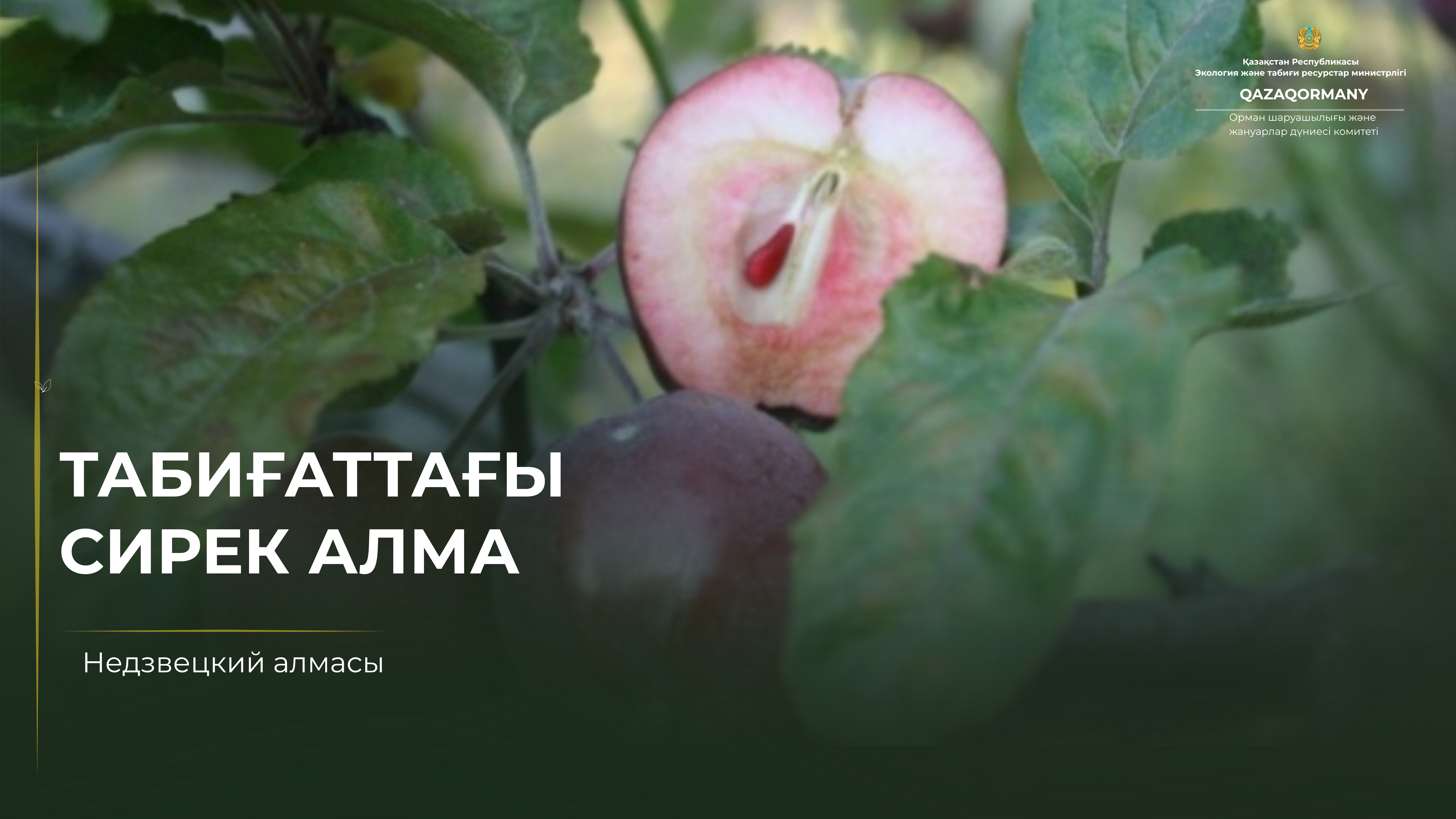 Чем необычна яблоня Недзвецкого?
