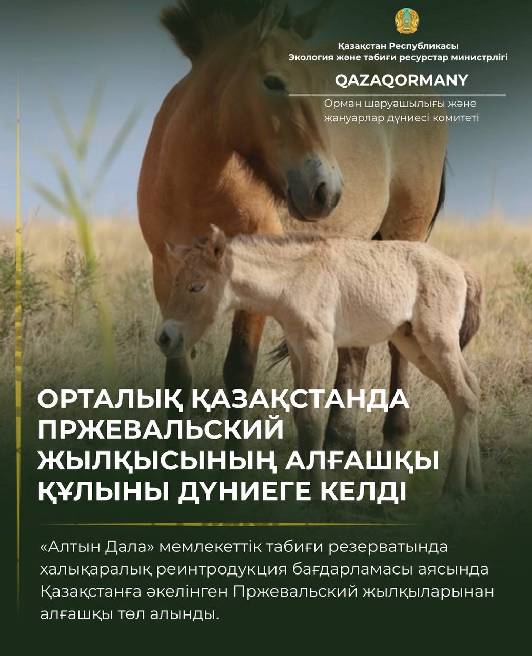В Центральном Казахстане родился первый жеребёнок лошади Пржевальского