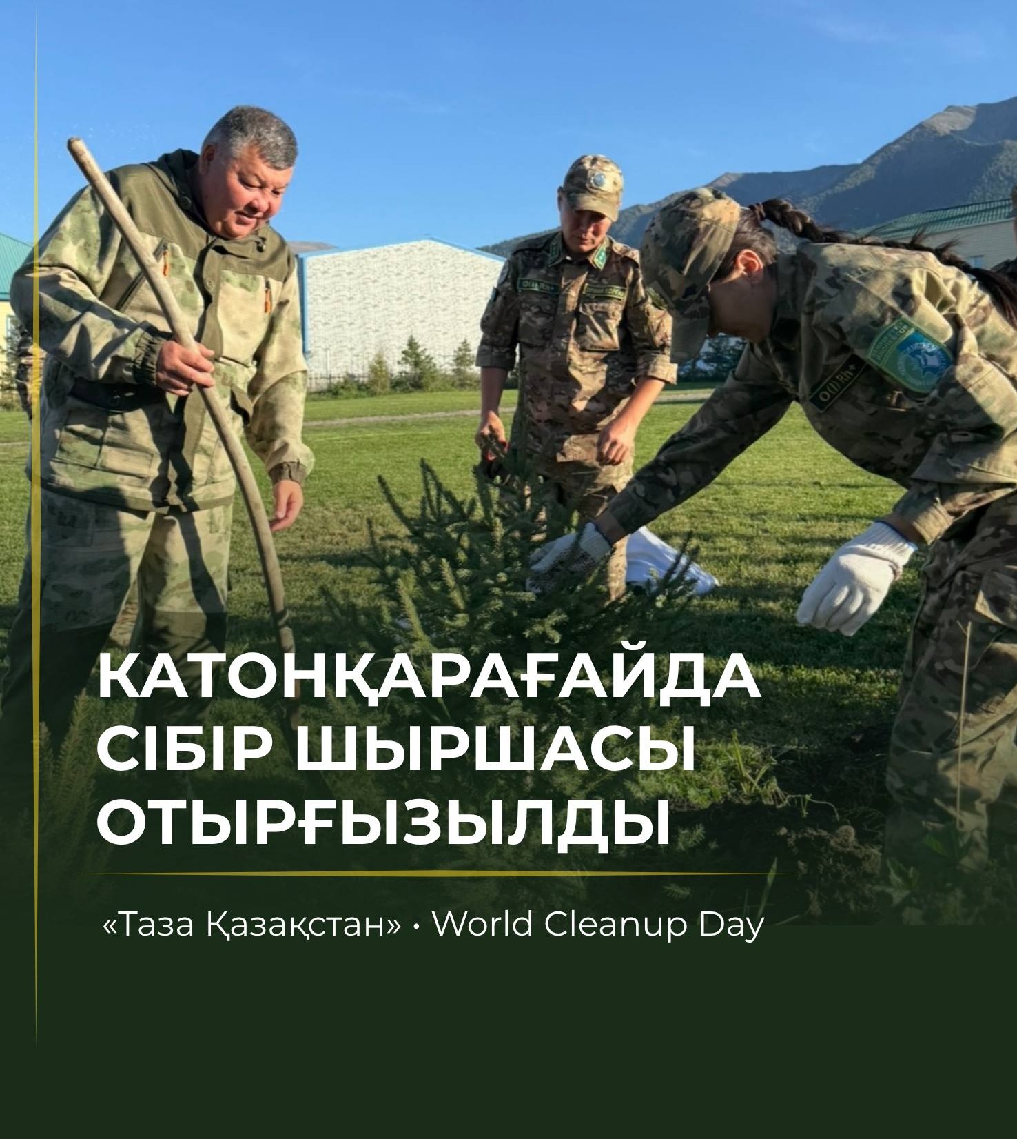 В Катон-Карагайском национальном парке высадили саженцы сибирской ели