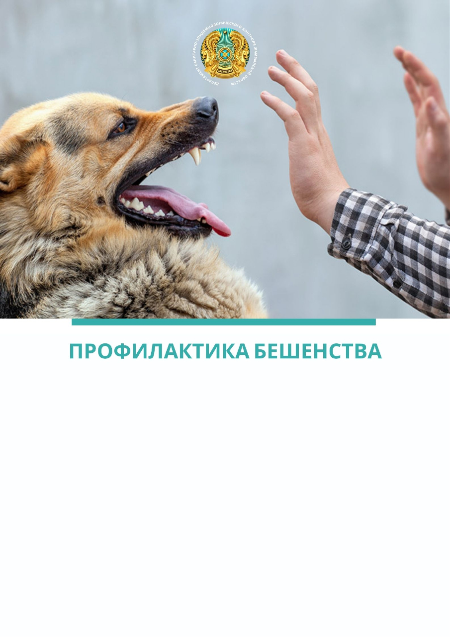 Профилактика бешенства