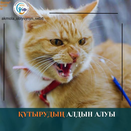 Профилактика бешенство