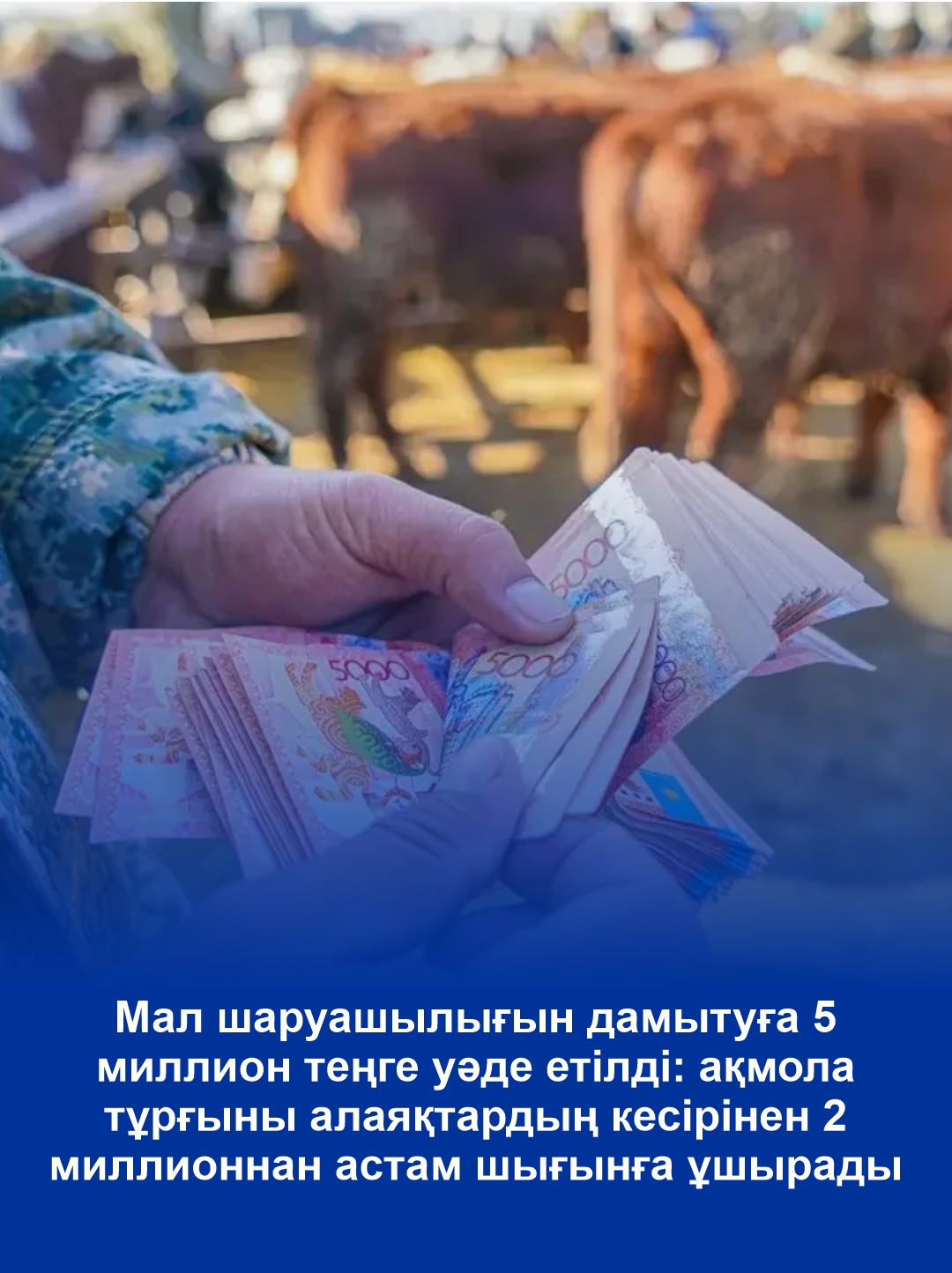 Обещали 5 миллионов тенге на развитие животноводства: акмолинка потеряла более 2 миллионов из-за мошенников