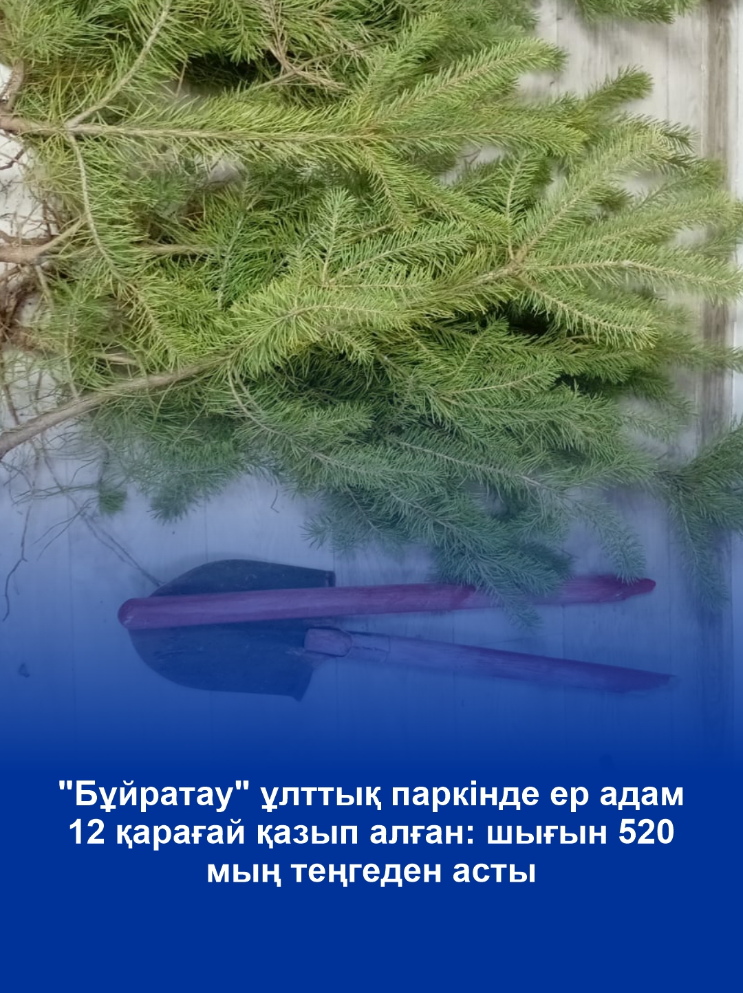 В нацпарке «Буйратау» мужчина выкопал 12 сосен: ущерб превысил 520 тысяч тенге