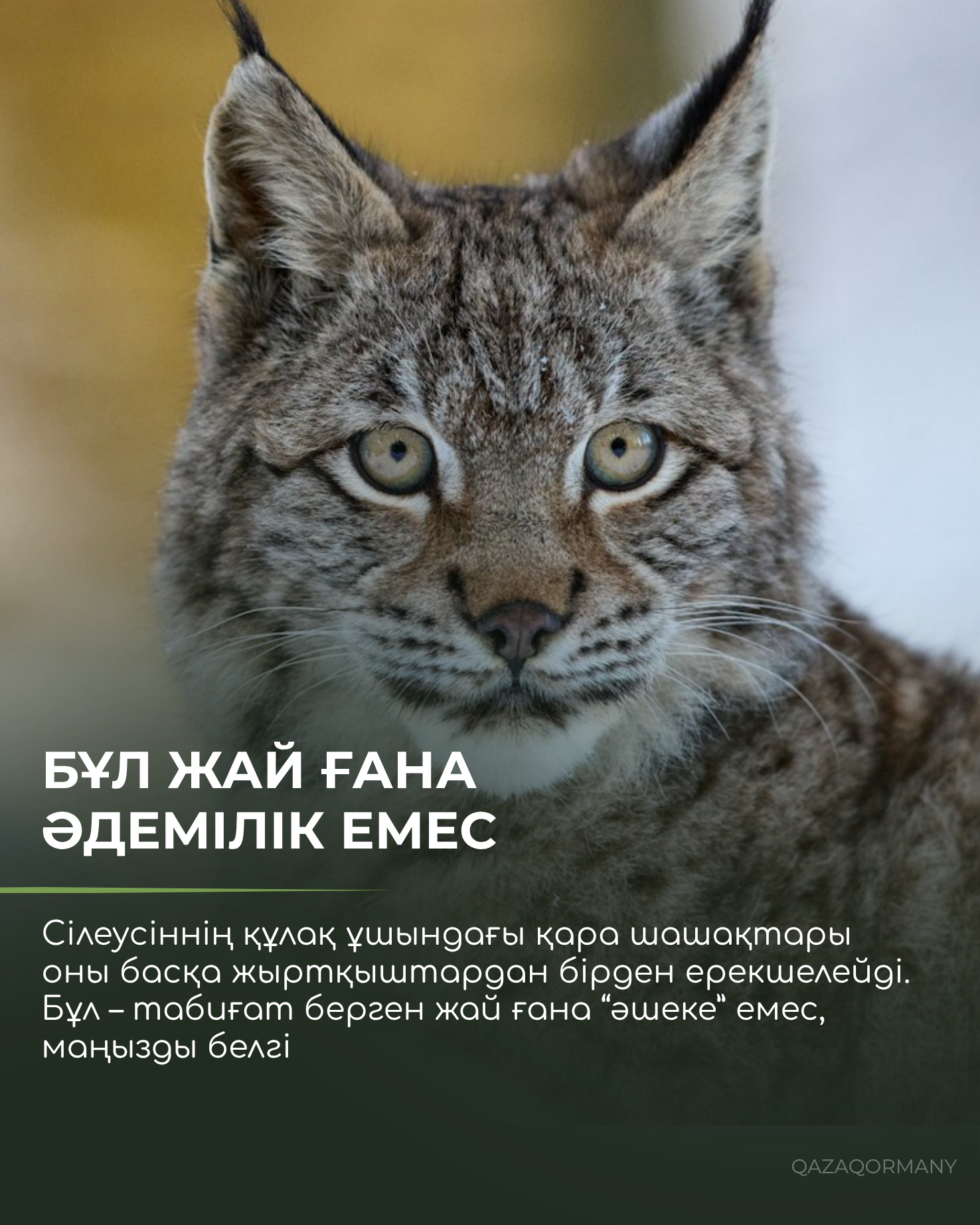 Зачем рыси кисточки на ушах?